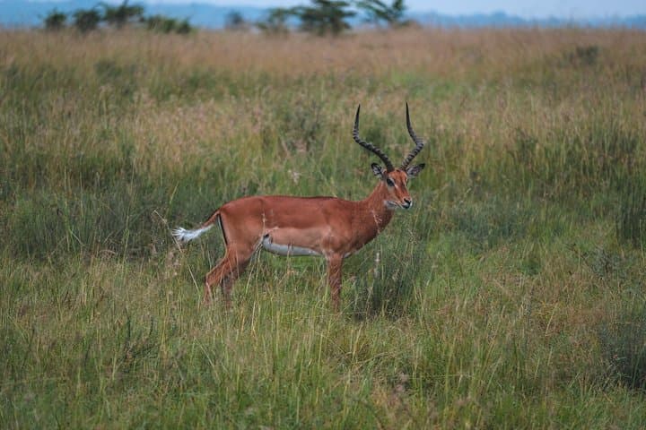 1-Day Tarangire National Park Safari from Arusha — Elephants & Baobabs photo 6