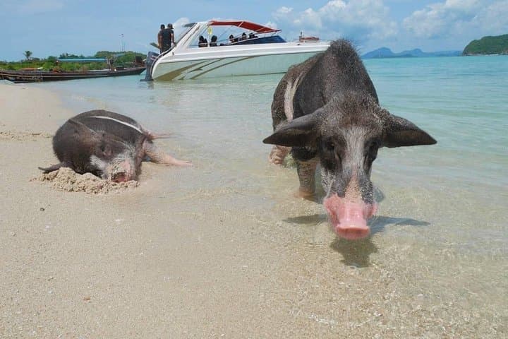 Snorkel & Kayak Koh Madsum and Koh Tan: Speedboat Day Trip from Koh Samui photo 4