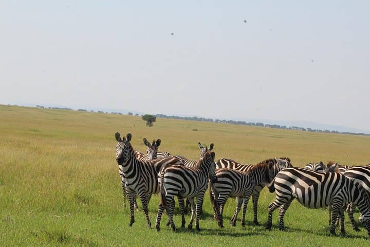 2-Day Tarangire and Ngorongoro Safari: Game Drives from Arusha