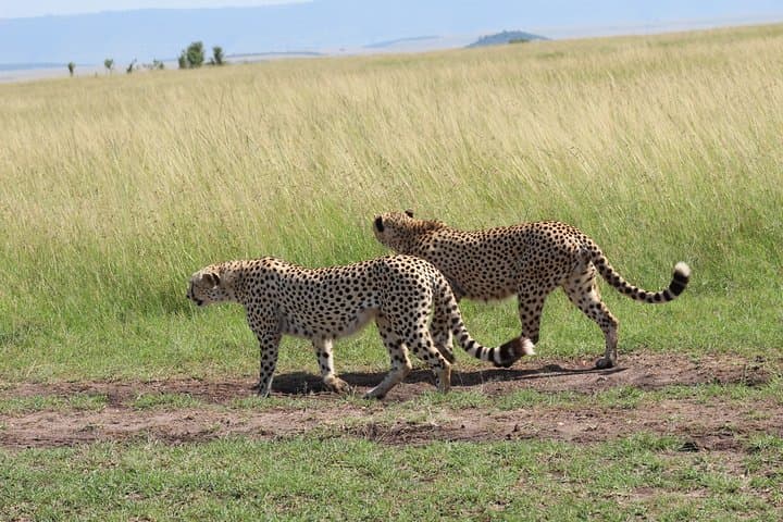 2-Day Tarangire and Ngorongoro Safari: Game Drives from Arusha photo 2