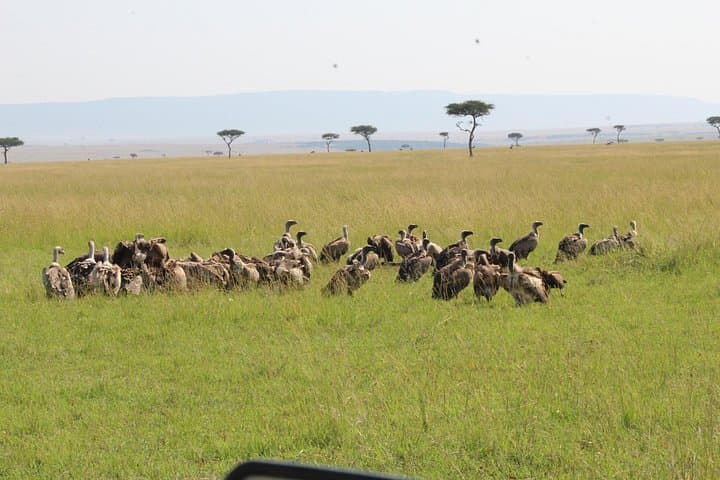 2-Day Tarangire and Ngorongoro Safari: Game Drives from Arusha photo 3