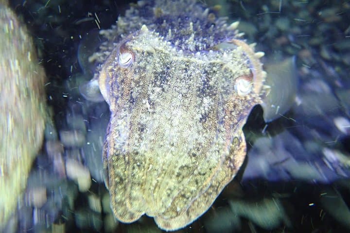 Porto Santo Night Snorkeling: Guided After‑Dark Marine Adventure in a Protected Cove photo 2