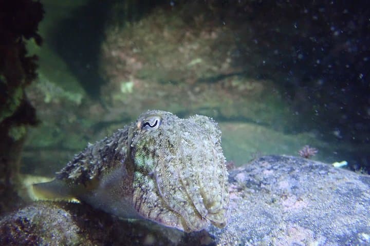Porto Santo Night Snorkeling: Guided After‑Dark Marine Adventure in a Protected Cove photo 3