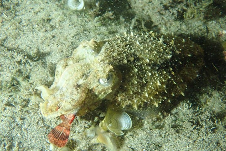 Porto Santo Night Snorkeling: Guided After‑Dark Marine Adventure in a Protected Cove photo 4