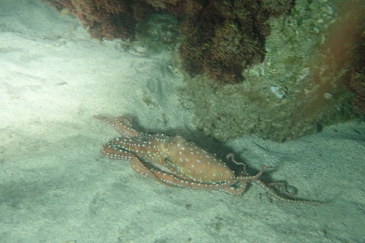 Porto Santo Night Snorkeling: Guided After‑Dark Marine Adventure in a Protected Cove photo 5
