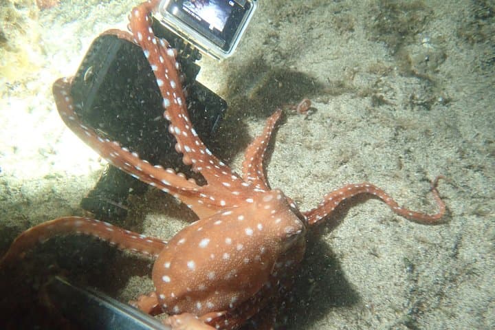 Porto Santo Night Snorkeling: Guided After‑Dark Marine Adventure in a Protected Cove photo 6