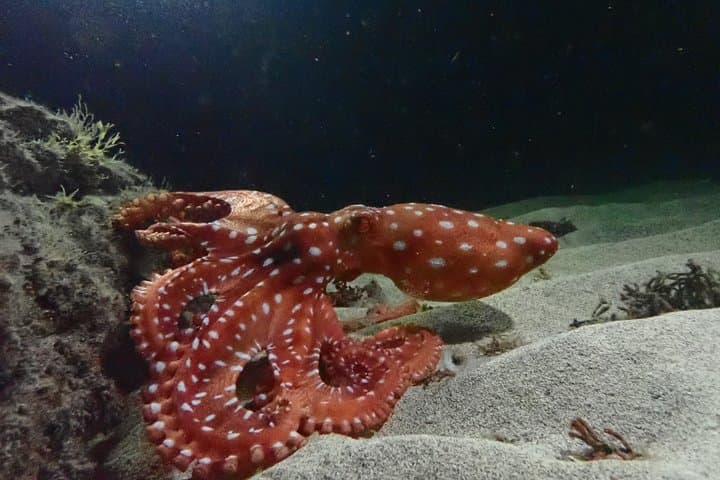 Porto Santo Night Snorkeling: Guided After‑Dark Marine Adventure in a Protected Cove