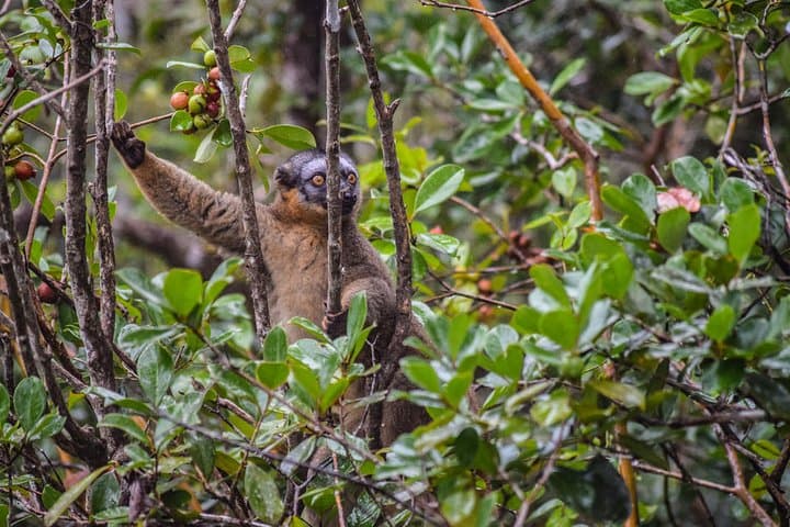Madagascar North: 8-Day Tsingy, Lemurs & Ylang-Ylang Adventure photo 3