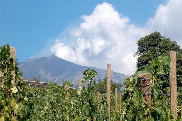 Private Etna Wine Cellar Tour with Tasting & Lunch — Wine Trails of Mount Etna