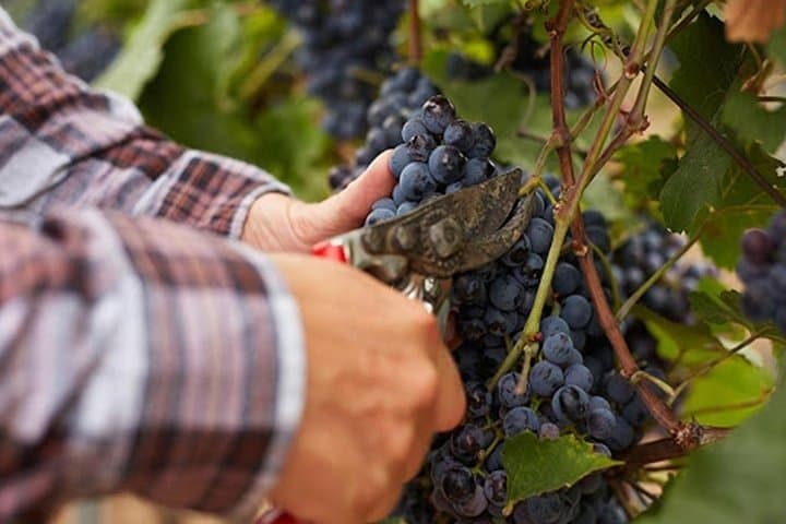Private Etna Wine Cellar Tour with Tasting & Lunch — Wine Trails of Mount Etna photo 2