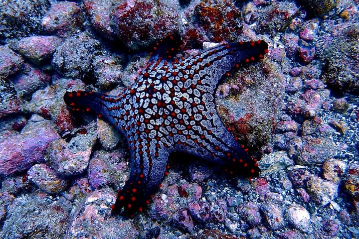Tamarindo Scuba Refresher: Half-Day Pacific Dive Skills Reset photo 5