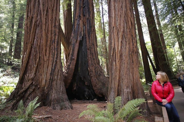 Private Muir Woods and San Francisco Highlights Car Tour — Full-Day from SF photo 5