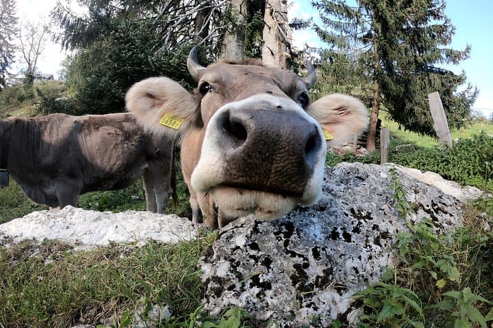 Pilatus Private Guided Day Hike — Cogwheel Train, Cable Car & Lucerne Steamer photo 2