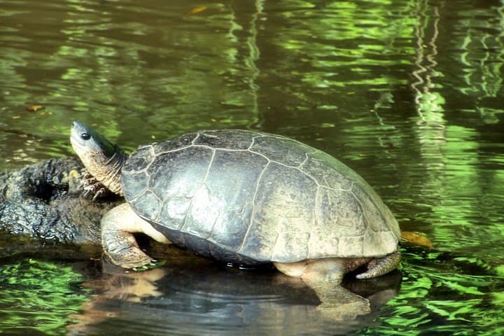 8-Day Costa Rica Nature Tour from Tortuguero to Arenal — Gay-Friendly Eco Itinerary photo 5
