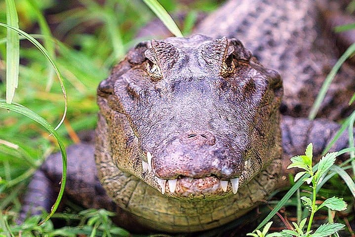 Tarcoles River Crocodile Safari and Jaco Beach Day Trip from San Jose photo 2