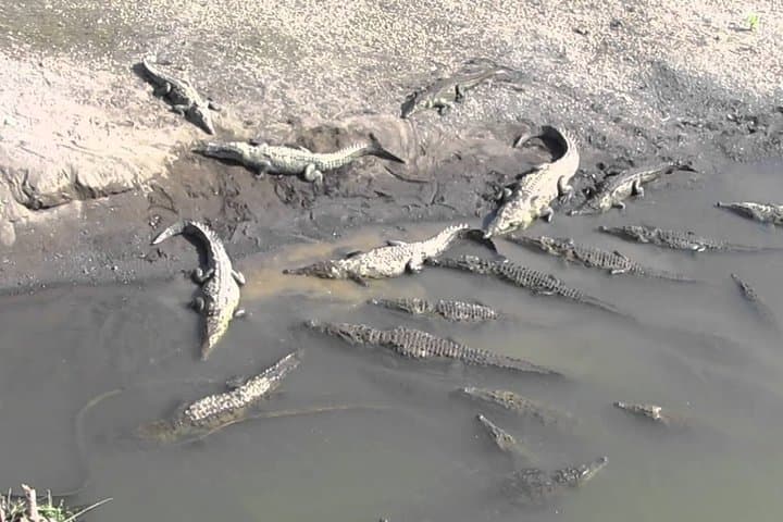 Tarcoles River Crocodile Safari and Jaco Beach Day Trip from San Jose photo 5