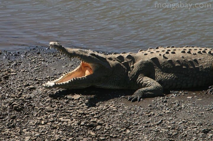 Tarcoles River Crocodile Safari and Jaco Beach Day Trip from San Jose photo 6
