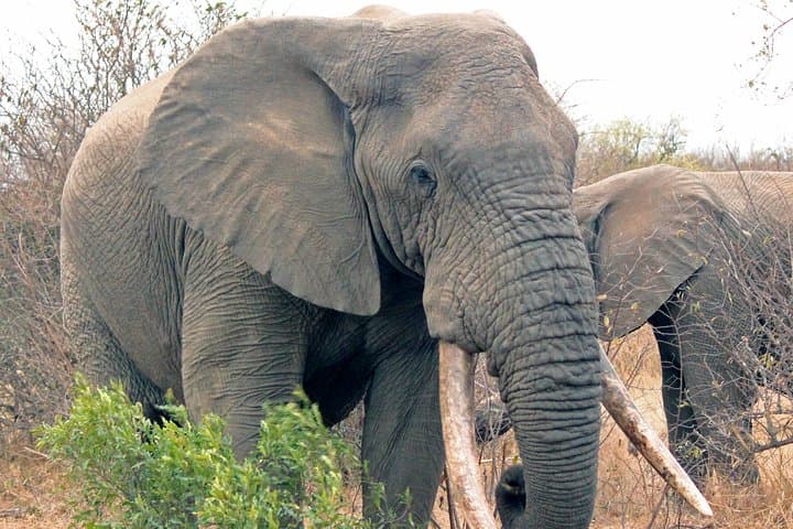4-Day Private Game Lodge Safari in Greater Kruger — Balule Big Five Experience photo 3