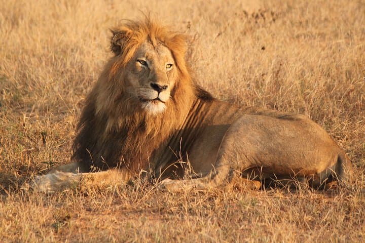 4-Day Private Game Lodge Safari in Greater Kruger — Balule Big Five Experience photo 4