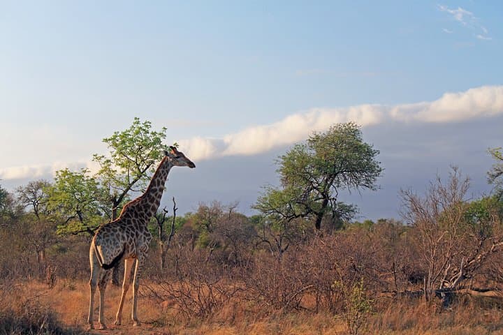 4-Day Private Game Lodge Safari in Greater Kruger — Balule Big Five Experience photo 5