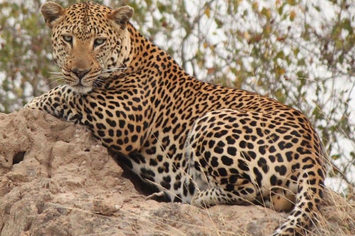 4-Day Private Game Lodge Safari in Greater Kruger — Balule Big Five Experience photo 6