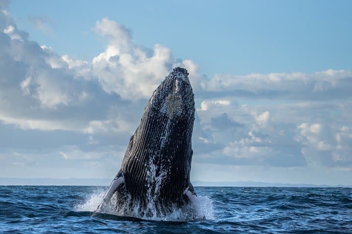 Moss Landing Whale Watching in Monterey Bay — Guaranteed Sightings & What to Expect photo 2