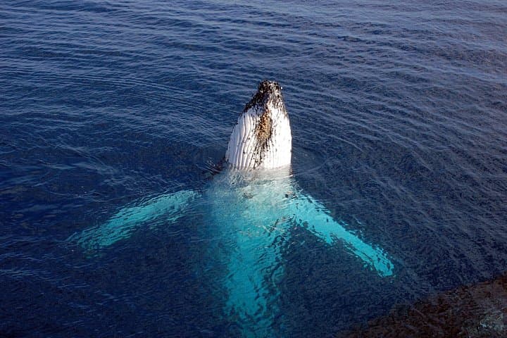 Moss Landing Whale Watching in Monterey Bay — Guaranteed Sightings & What to Expect photo 4