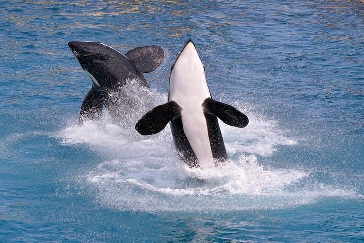 Moss Landing Whale Watching in Monterey Bay — Guaranteed Sightings & What to Expect photo 6