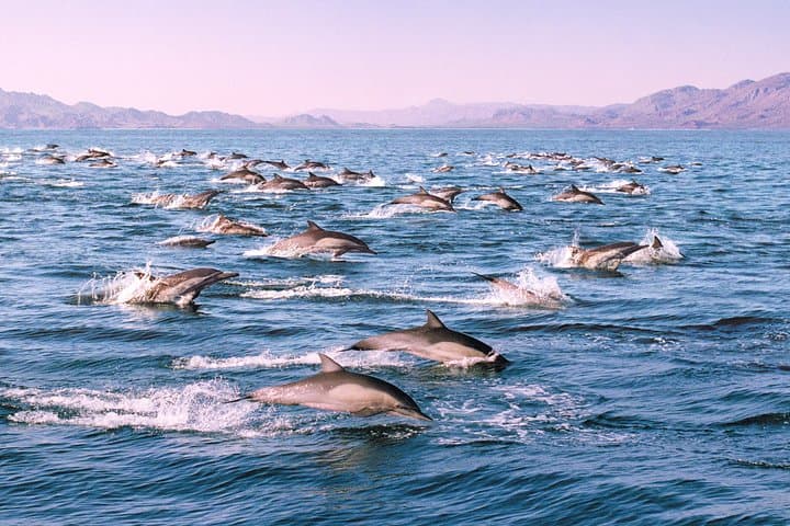 Moss Landing Whale Watching in Monterey Bay — Guaranteed Sightings & What to Expect photo 5