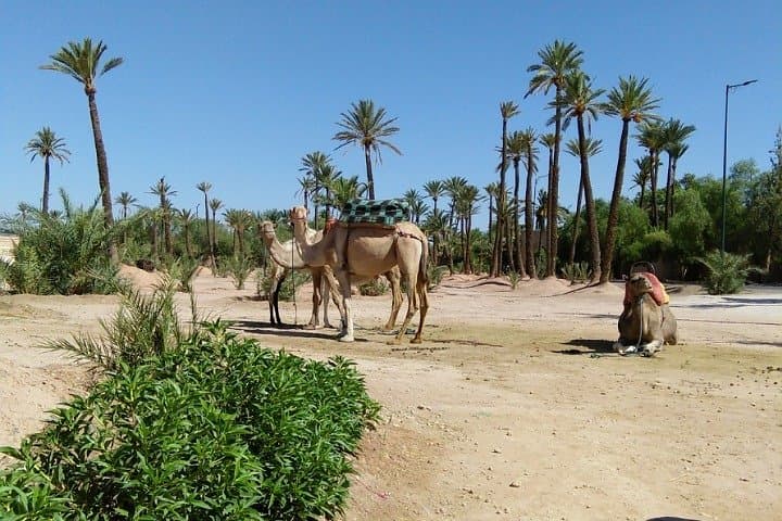 Majorelle Garden & Palmeraie Camel Ride: Half-Day Marrakech Experience photo 3