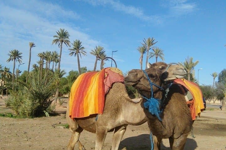 Majorelle Garden & Palmeraie Camel Ride: Half-Day Marrakech Experience photo 4