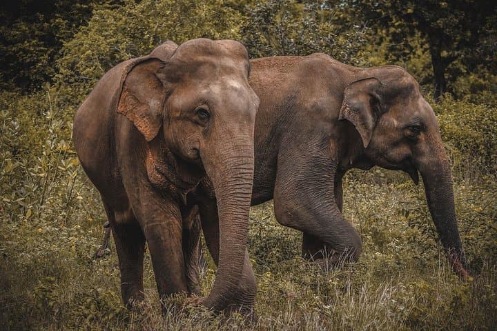 Skip-the-Line Udawalawe National Park Ticket with Private Jeep Safari photo 5