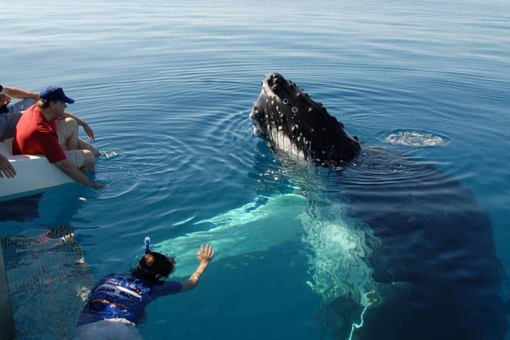 Responsible Whale Watching from Mirissa: Blue, Sperm & Fin Whale Tours photo 6