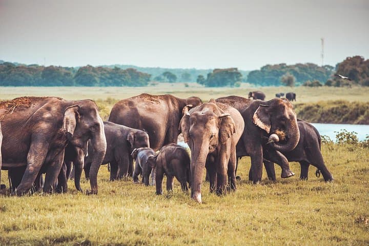 Kaudulla National Park Private Safari: Jeep Game Drive from Habarana photo 3