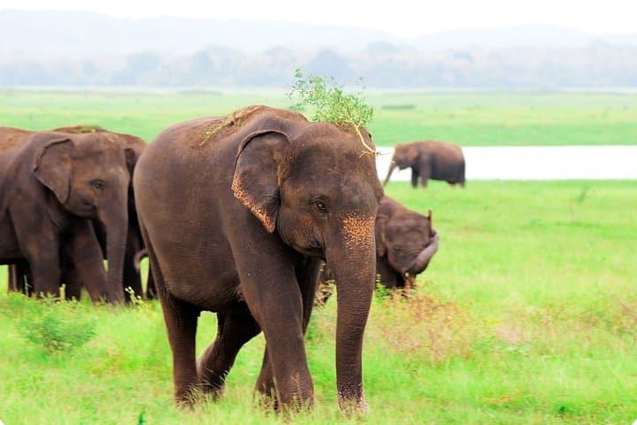 Kaudulla National Park Private Safari: Jeep Game Drive to Elephants & Ancient Tank