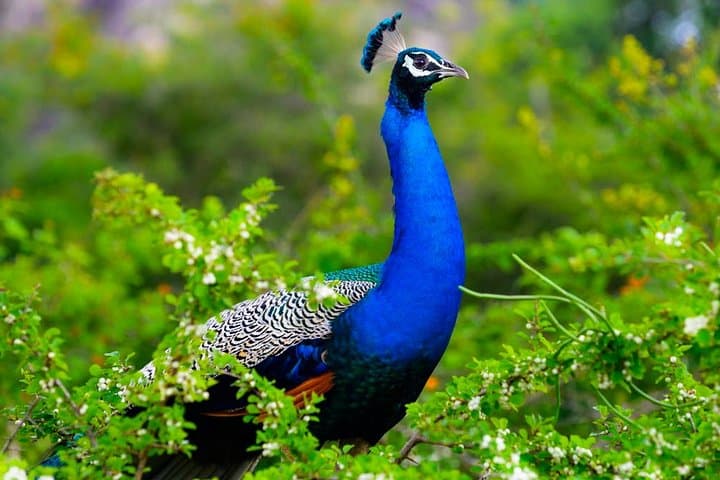 Kaudulla National Park Safari — Elephant Herds & Ancient Tank Wildlife Drives photo 3