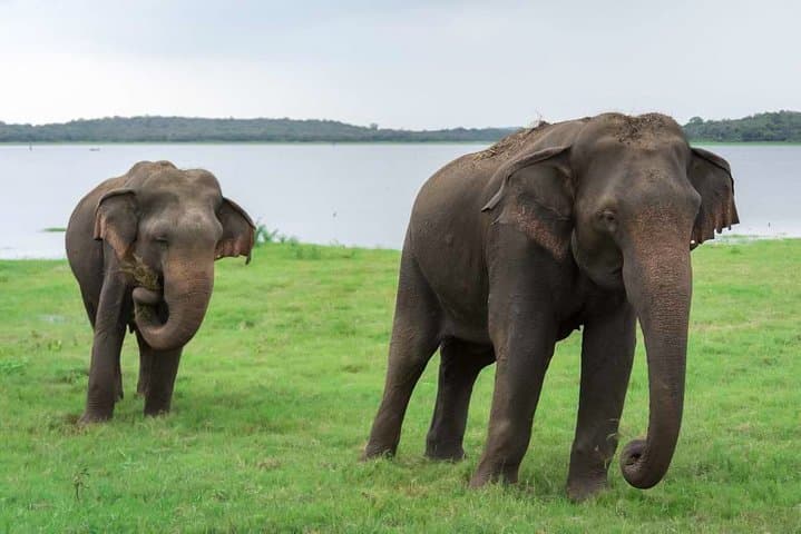 Kaudulla National Park Private Safari: Elephant Herds & Birding from Dambulla photo 5