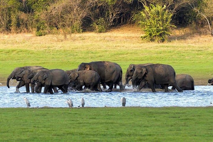 Kaudulla National Park Private Safari: Elephant Herds & Birding from Dambulla photo 2