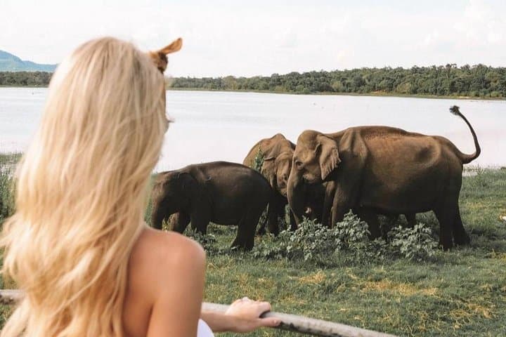 Minneriya National Park Private Safari: Elephant Herds, Birding & 4x4 Game Drive photo 2