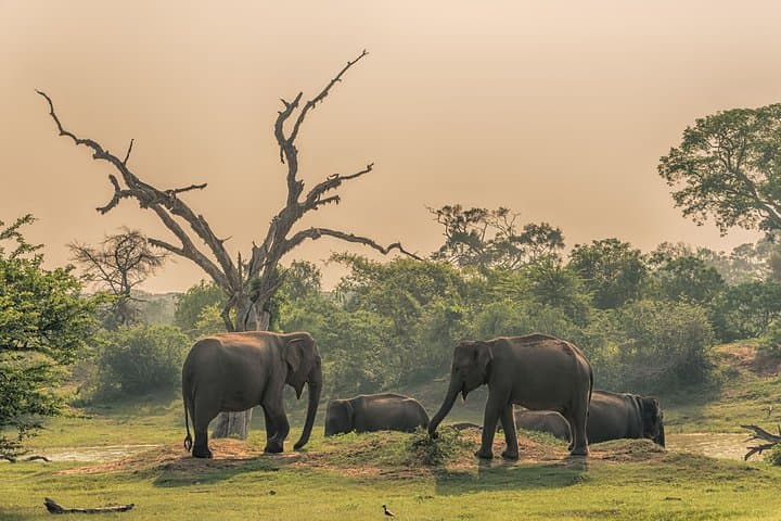 Minneriya National Park Private Safari: Elephant Herds, Birding & 4x4 Game Drive photo 3