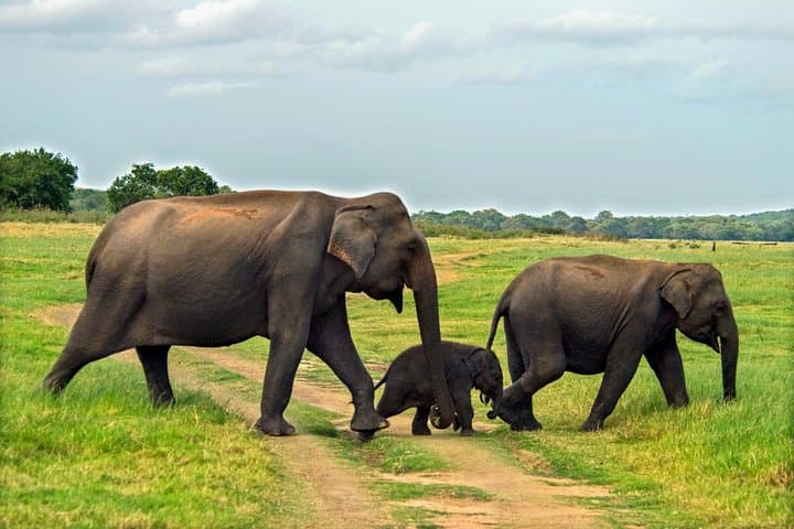 Minneriya Safari from Habarana — See Asia’s Largest Elephant Gathering