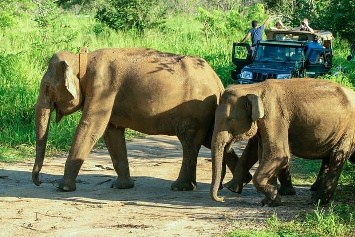 Hurulu Eco Park Private Safari with Naturalist — Habarana Jeep Safari