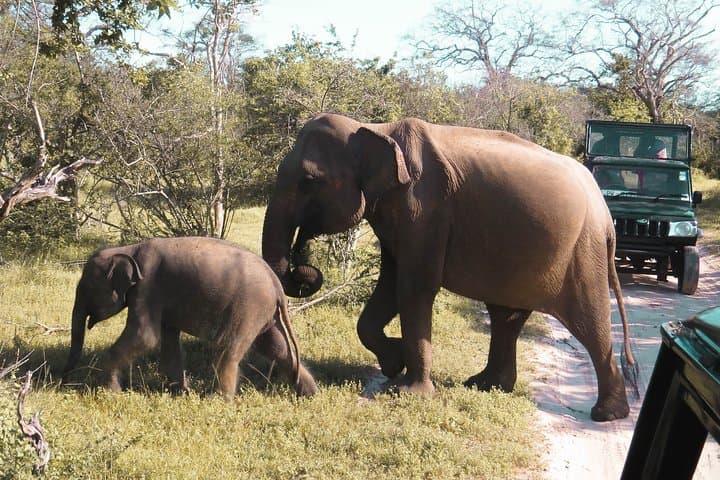 Private Yala Safari: Dawn and Dusk Jeep Tours for Leopard Sightings photo 2