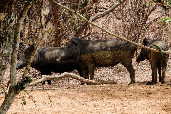 Private Yala Safari: Dawn and Dusk Jeep Tours for Leopard Sightings photo 6