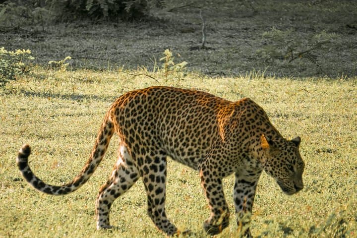 Private Yala Safari: Dawn and Dusk Jeep Tours for Leopard Sightings photo 4