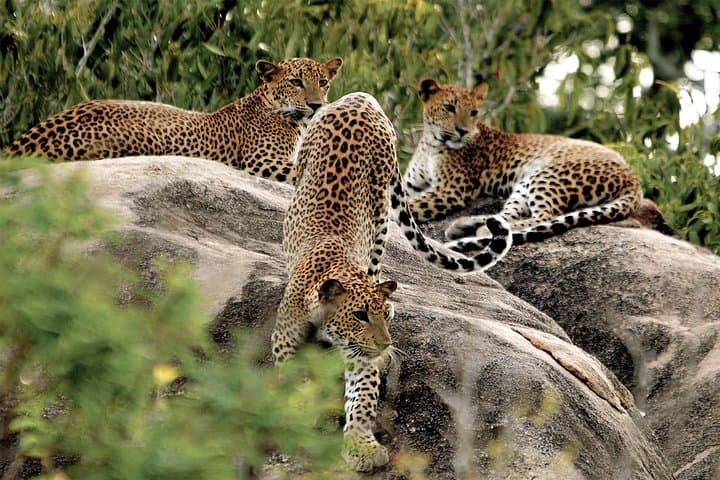 Private Yala Safari: Dawn and Dusk Jeep Tours for Leopard Sightings photo 3