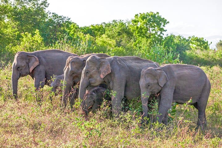 Skip-the-Line Udawalawe National Park Ticket with Private Jeep Safari photo 3