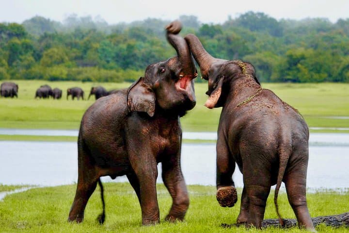 Udawalawe National Park Private Safari: Up-Close Elephant and Bird Encounters photo 2