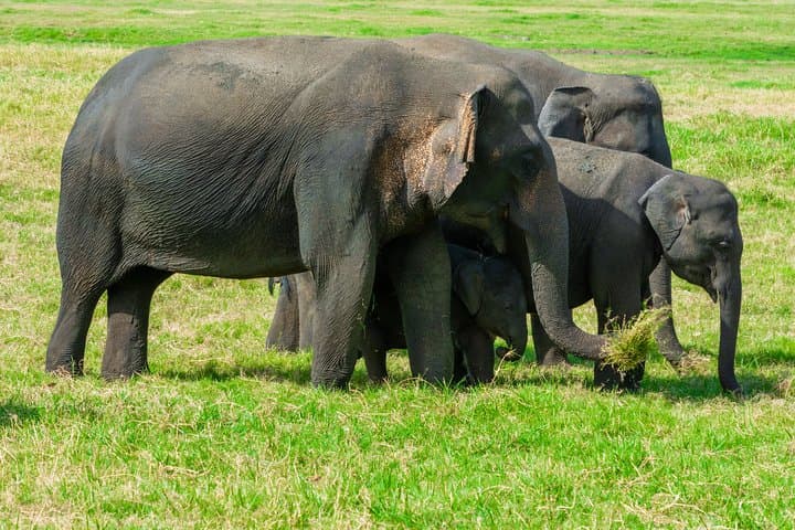 Minneriya Safari from Habarana — See Asia’s Largest Elephant Gathering photo 2