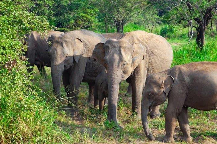 Hurulu Eco Park Private Safari with Naturalist — Habarana Jeep Safari photo 2